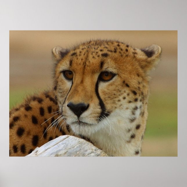Cheetah Poster (Front)