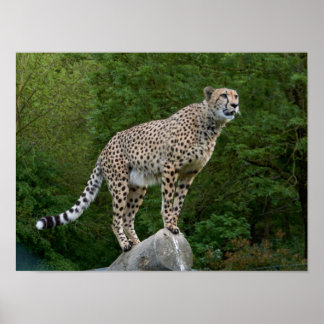Cheetah Poster