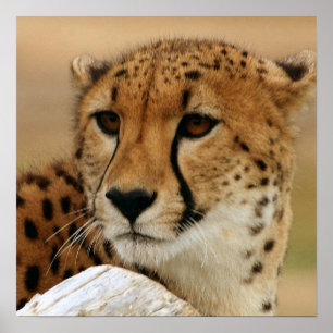 Cheetah Poster