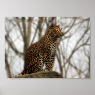 Cheetah Poster