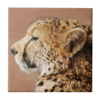 Cheetah Prince