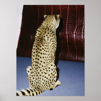 Cheetah Print