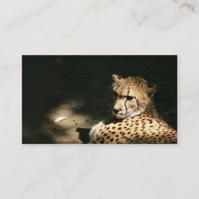 Cheetah profile card (Front)