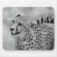 Cheetah profile