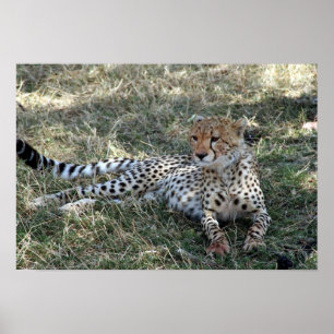 cheetah relax poster