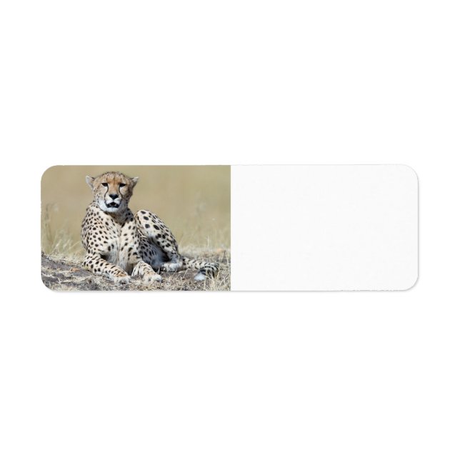 Cheetah Return Address Label (Front)