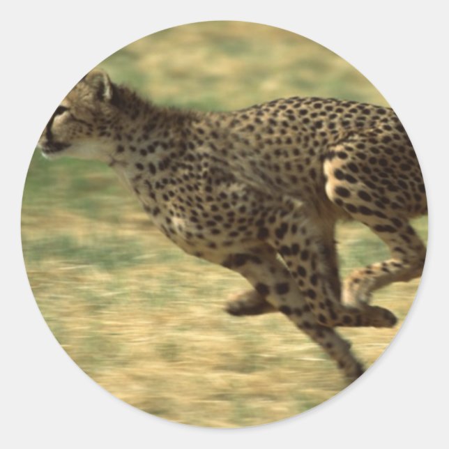 Cheetah Run Classic Round Sticker (Front)