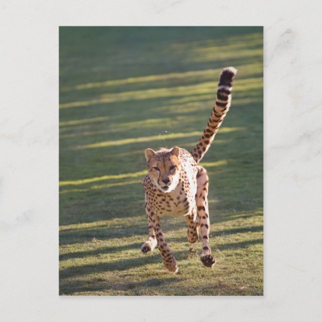 Cheetah Running Postcard (Front)