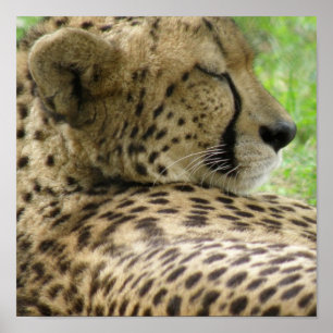 Cheetah Sleeping Print