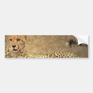 Cheetah Spots Bumper Sticker