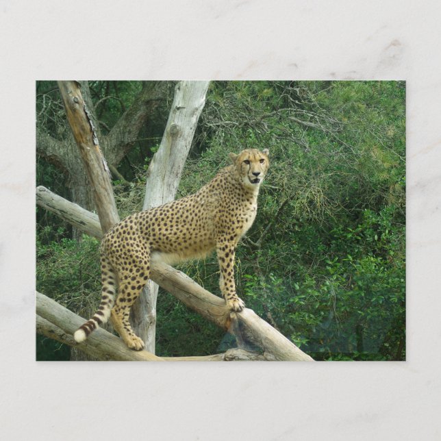 Cheetah Standing On Tree Branch Postcard (Front)