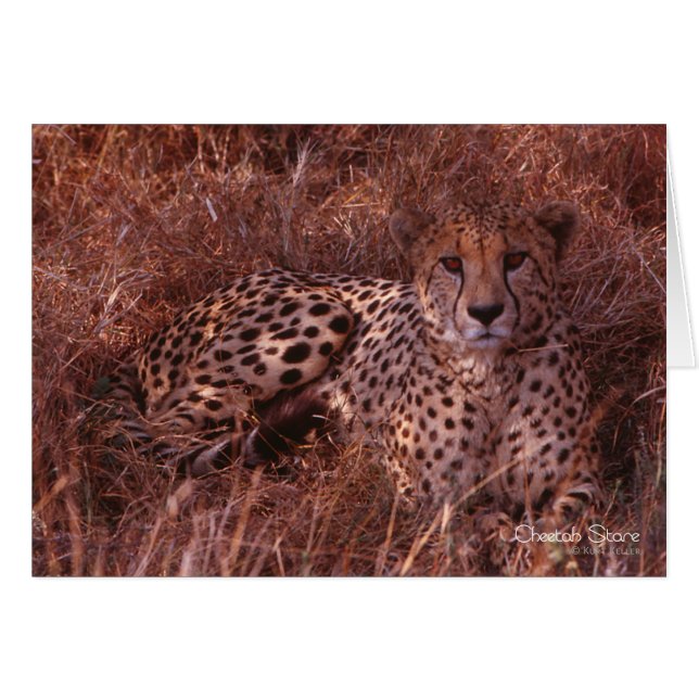 Cheetah Stare (Front Horizontal)