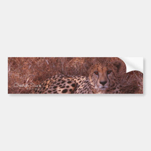 Cheetah Stare Bumper Sticker