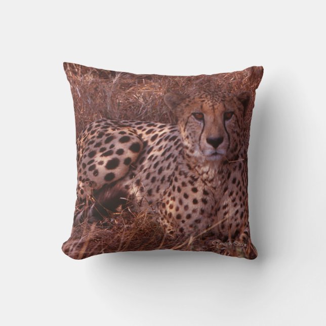 Cheetah Stare Cushion (Front)
