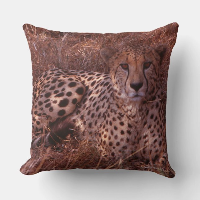 Cheetah Stare Cushion (Front)