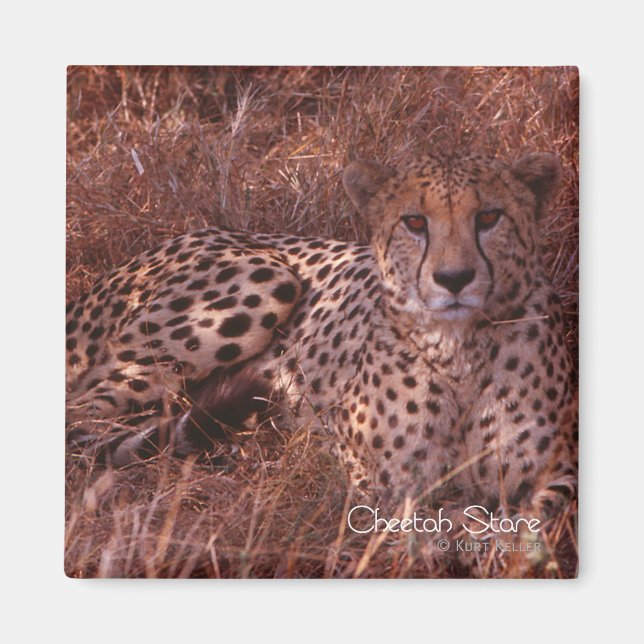 Cheetah Stare Magnet (Front)