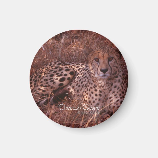 Cheetah Stare Magnet (Front)