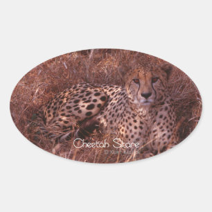 Cheetah Stare Oval Sticker