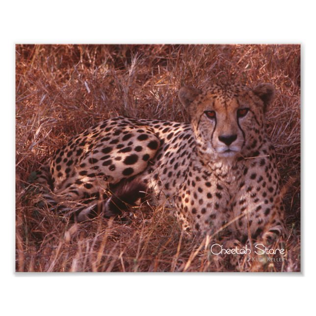 Cheetah Stare Photo Print (Front)