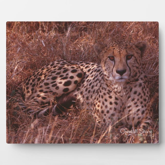 Cheetah Stare Plaque (Front)