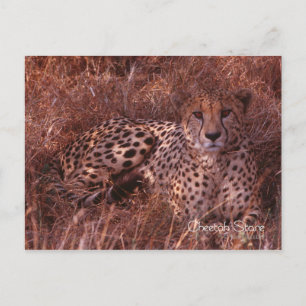 Cheetah Stare Postcard