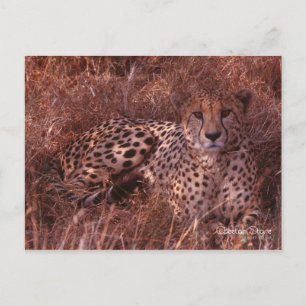 Cheetah Stare Postcard