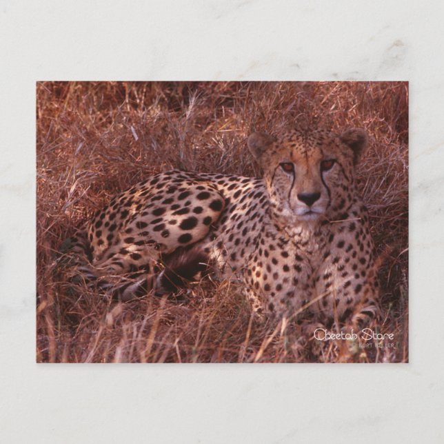 Cheetah Stare Postcard (Front)