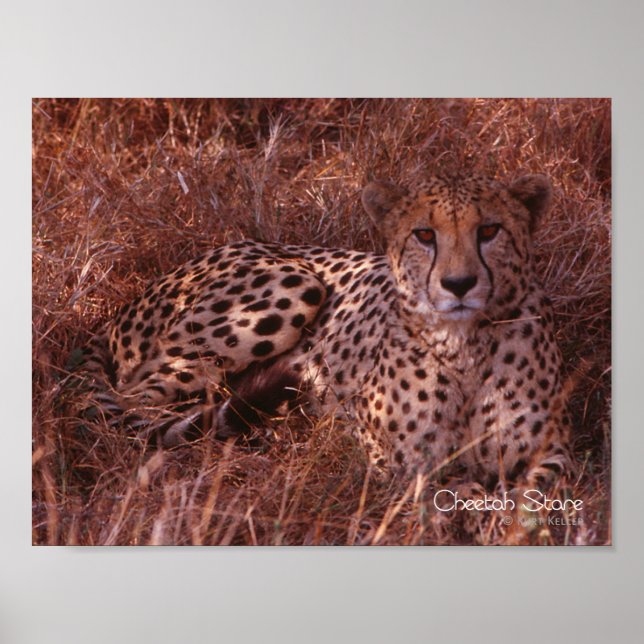 Cheetah Stare Poster (Front)