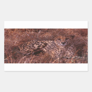 Cheetah Stare Rectangular Sticker