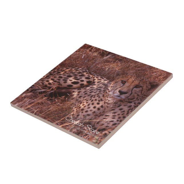 Cheetah Stare Tile (Side)