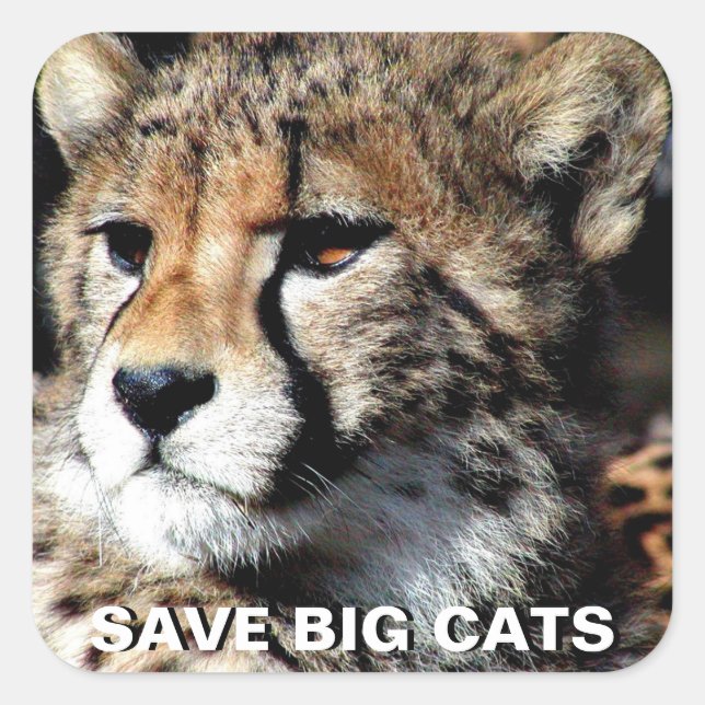 Cheetah Sticker (Front)