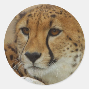 Cheetah Sticker