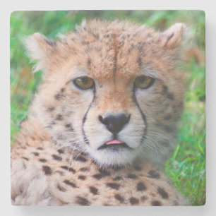 Cheetah Stone Coaster