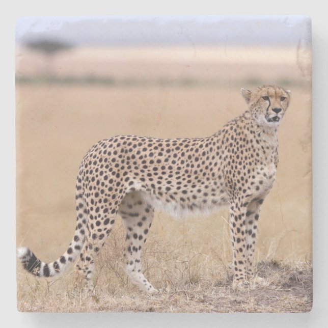 Cheetah Stone Coaster (Front)