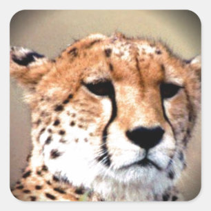 Cheetah Tear Marks Art Print Square Sticker