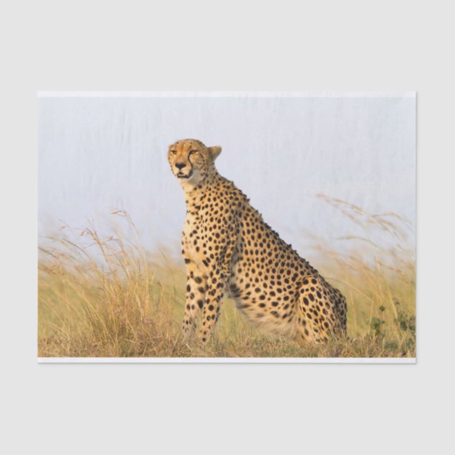 Cheetah Tissue Paper (Front)