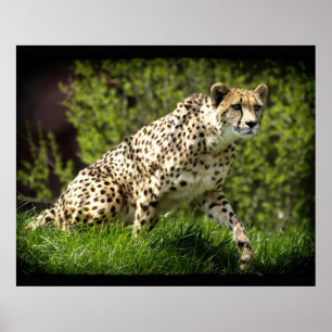 Cheetah Wild Cat Animal-Lover Wildlife Poster