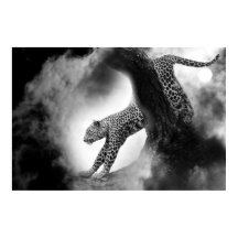cheetah wild cat on the hunt poster