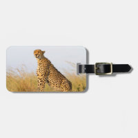 Cheetah wildlife photography Africa Safari animal