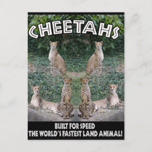 CHEETAHS - BUILT FOR SPEED POSTCARD