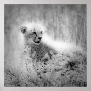 Cheetah's cub poster