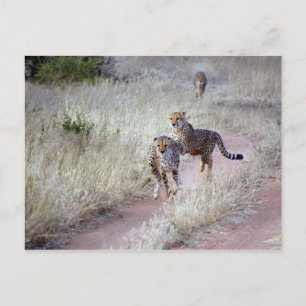 Cheetahs in Namibia Postcard