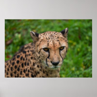 Cheetah's Intense Gaze