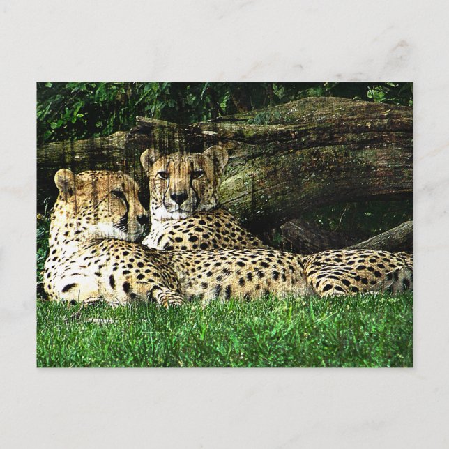 Cheetahs Lounging Grunge Postcard (Front)