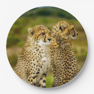 Cheetahs Paper Plates