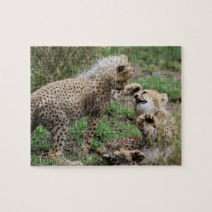 Cheetahs Playing Puzzle