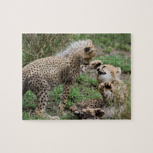 Cheetahs Playing Puzzle (Horizontal)