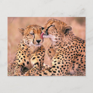 Cheetahs Postcard