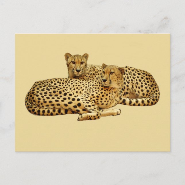 Cheetahs Postcard (Front)