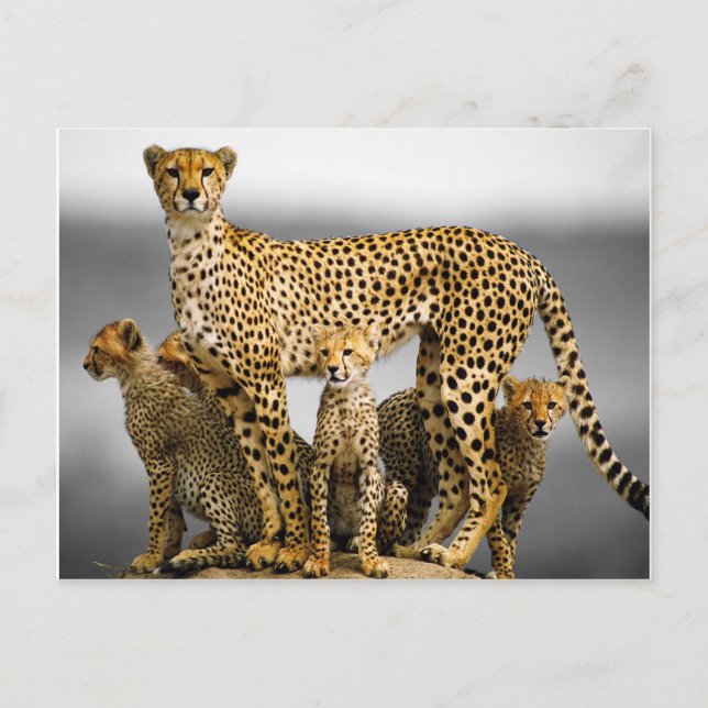 Cheetahs Postcard (Front)